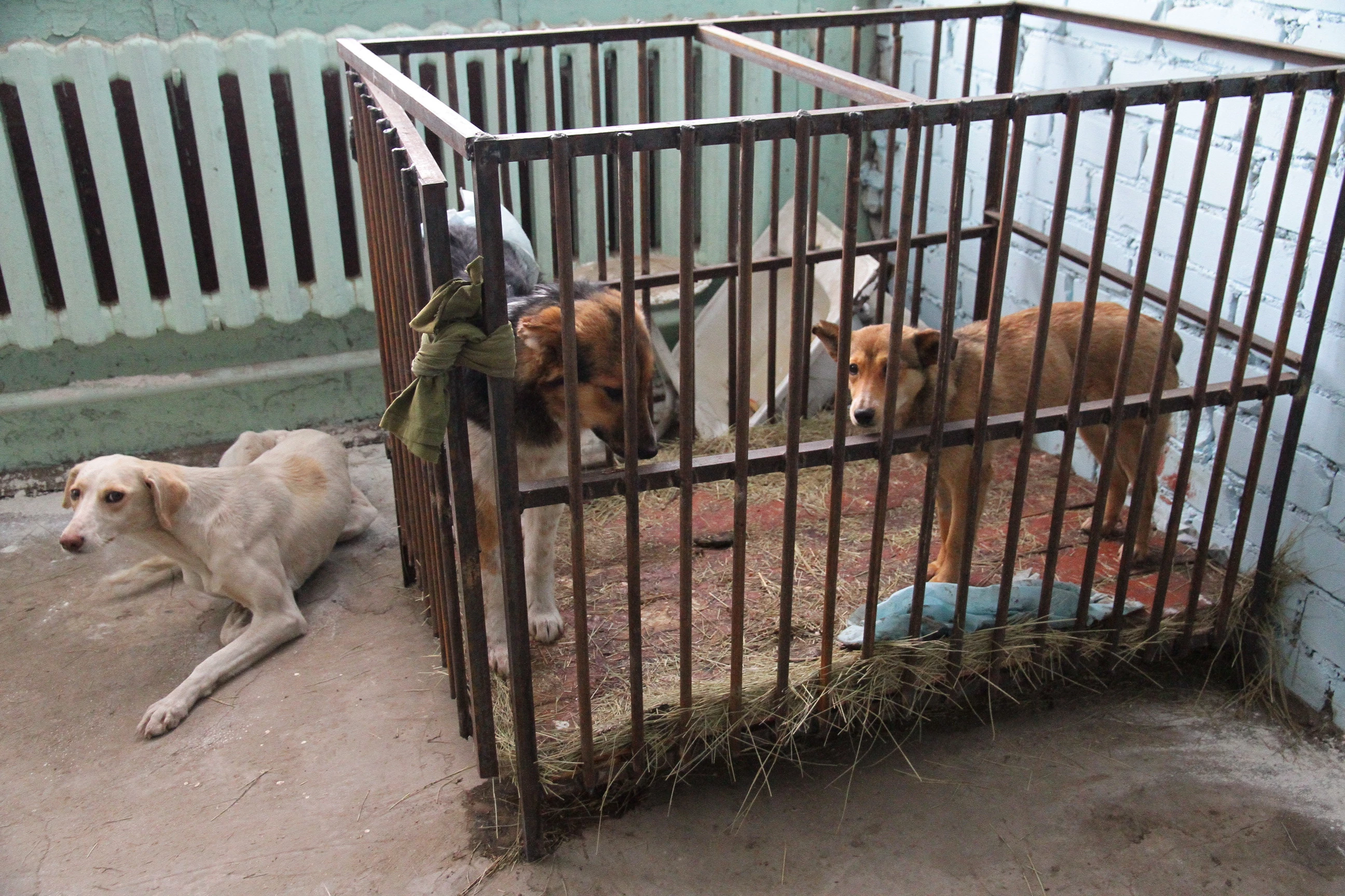 В 50-70 млн тенге обойдется строительство приюта для собак в Уральске